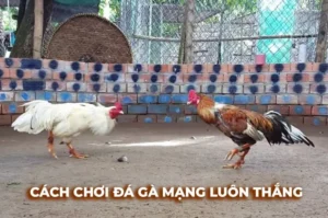 Bí Quyết Chơi Đá Gà Sabong EV88 Luôn Thắng Từ Chuyên Gia