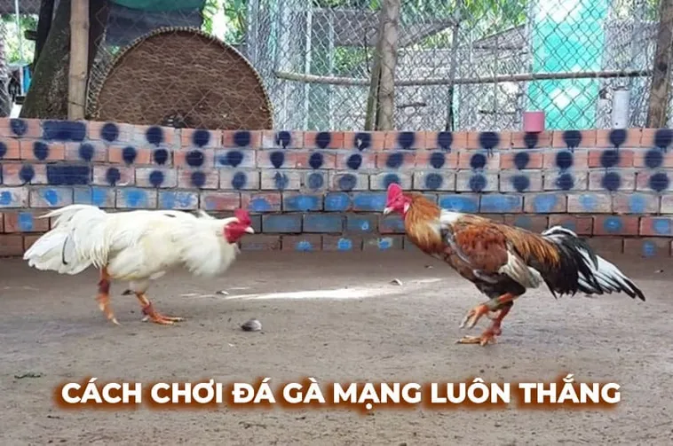 Bí Quyết Chơi Đá Gà Sabong EV88 Luôn Thắng Từ Chuyên Gia 1 Bí Quyết Chơi Đá Gà Sabong EV88 Luôn Thắng Từ Chuyên Gia
